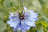 NIGELLA DAMASCENA MISS JEKYLL
