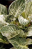 PHILODENDRON WHITE WAVE