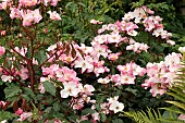 ROSA ROSY CUSHION (INTERALL)