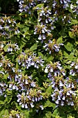 SALVIA OFFICINALIS