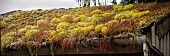 SEDUM ACRE