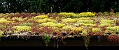 SEDUM ACRE