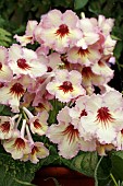 STREPTOCARPUS DS HORUS