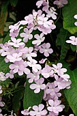 STREPTOCARPUS GLORIA