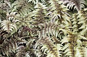 THYRIUM NIPONICUM VAR PICTUM