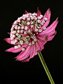 ASTRANTIA MAJOR RUBY WEDDING (GREATER MASTERWORT)