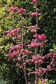 TOONA SINENSIS FLAMINGO