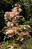 TOXICODENDRON VERNICIFLUUM