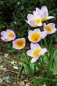 TULIPA SAXATILIS