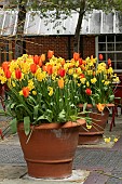 TULIPS & DAFFODILS