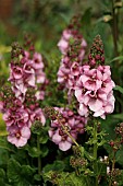 VERBASCUM LAVENDER LASS
