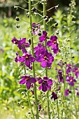 VERBASCUM PHOENICEUM VIOLETTA