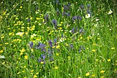 WILD FLOWER MEADOW