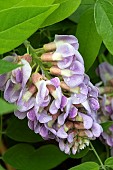 WISTERIA FRUTESCENS AMETHYST FALLS