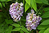 WISTERIA FRUTESCENS AMETHYST FALLS