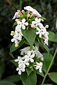 ZABELIA TRIFLORA