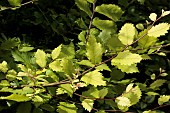 ZELKOVA CAPRINIFOLIA