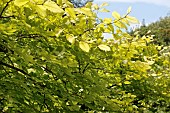 ZELKOVA CAPRINIFOLIA