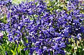 AGAPANTHUS BRILLIANT BLUE (AGA04051)