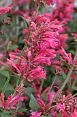 AGASTACHE MORELLO