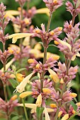 AGASTACHE PEACHIE KEEN