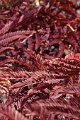 ALBIZIA JULIBRISSIN SUMMER CHOCOLATE