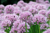 ALLIUM MILLENNIUM