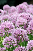 ALLIUM MILLENNIUM