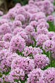 ALLIUM MILLENNIUM