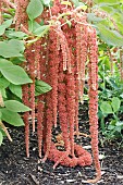AMARANTHUS CORAL FOUNTAIN