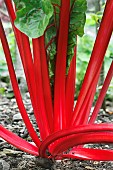 BETA VULGARIS VAR FLAVESCENS NORTHERN LIGHTS