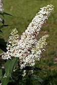 BUDDLEJA DAVIDII WHITE PROFUSION
