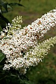 BUDDLEJA DAVIDII WHITE PROFUSION