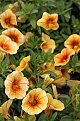 CALIBRACHOA NEO YELLOW RED VEIN