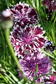 CENTAUREA CYANUS, CLASSIC MAGIC