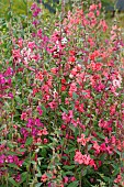CLARKIA ELEGANS ARIANNE