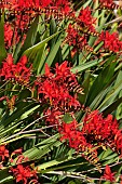 CROCOSMIA LUCIFER