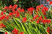 CROCOSMIA LUCIFER