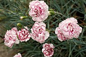 DIANTHUS GRANS FAVOURITE