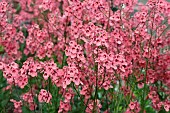 DIASCIA HOPLEYS