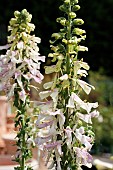 DIGITALIS APPLE BLOSSOM