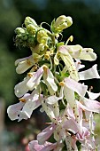 DIGITALIS APPLE BLOSSOM