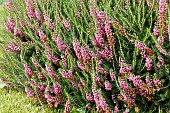 ERICA VAGANS ST KEVERN