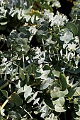 EUCALYPTUS GUNNII