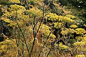 FOENICULUM  VULGARE PURPUREUM