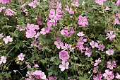 GERANIUM MAVIS SIMPSON