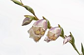 GLADIOLUS PAPILIO