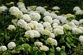 HYDRANGEA ARBORESCENS ANNABELLE