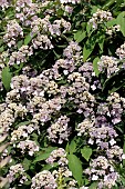 HYDRANGEA ASPERA VILLOSA