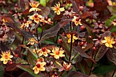 HYPERICUM MIRACLE NIGHT (ALLMADNE)